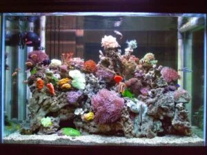 Veja o que é uma Bomba de Circulação de Aquário